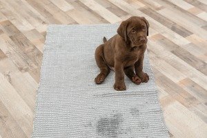 carpet urine retriever labrador puppy wet spot chocolate stains remove pee dog anything
